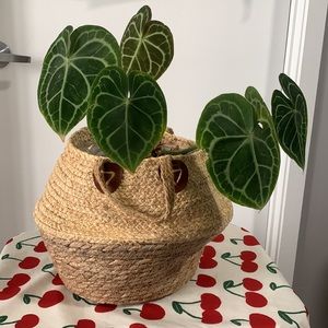 🌸Spring Ready☀️🍀Plant Braided Basket